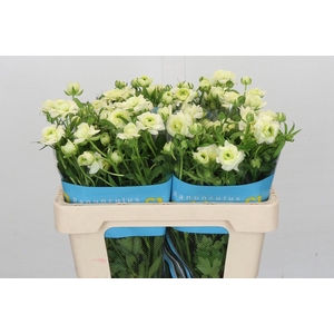 Ranunculus Butterfly Graces