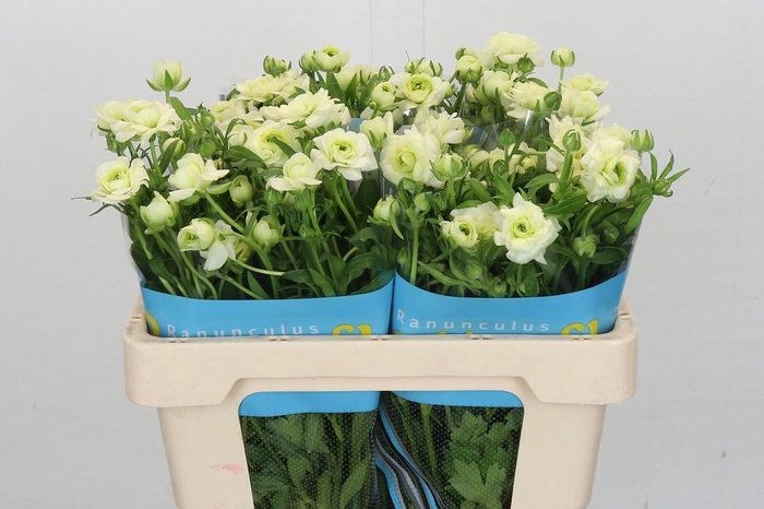 <h4>Ranunculus Butterfly Graces</h4>