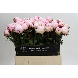 Paeonia Reine Hortense XXL