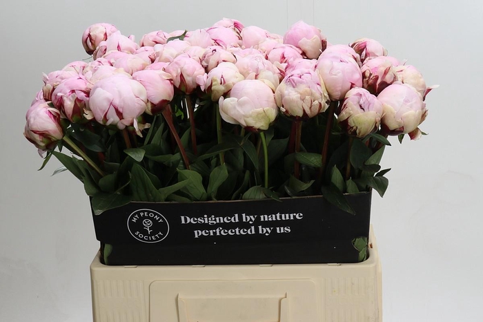 <h4>Paeonia Reine Hortense XXL</h4>