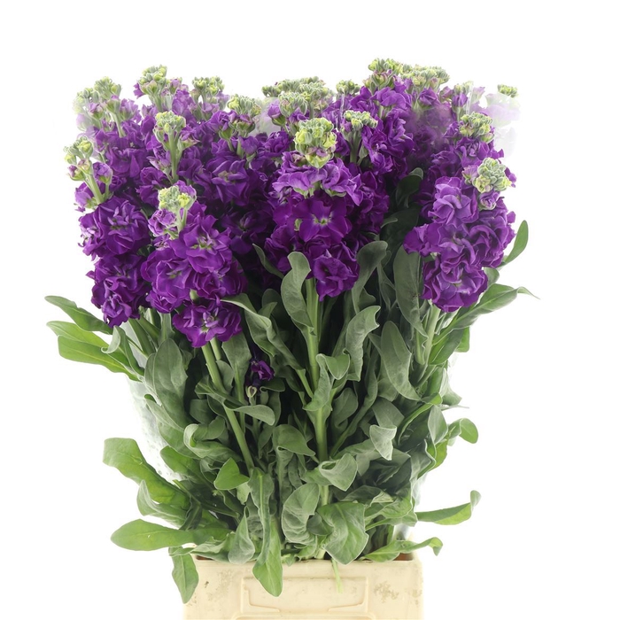 <h4>Matth Incana Iron Purple</h4>