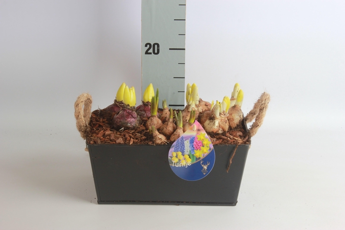 <h4>ARR BOL KNOLGEWAS</h4>