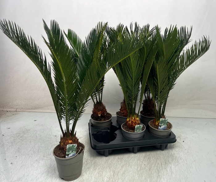 <h4>CYCAS REVOLUTA</h4>