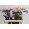 Ozothamnus Cooks Tall Pink