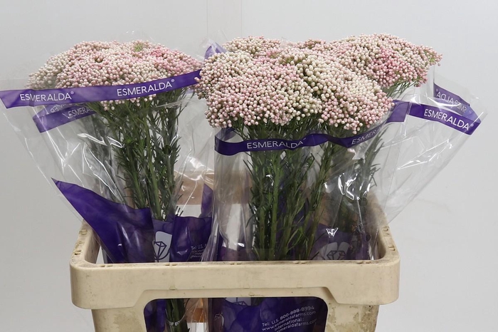 <h4>Ozothamnus Cooks Tall Pink</h4>