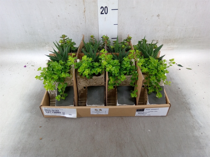 <h4>Arr.   Kamerplant Groen L%</h4>