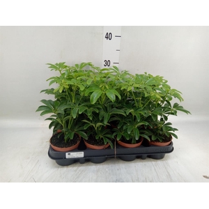 Schefflera arbor. 'Luseana'