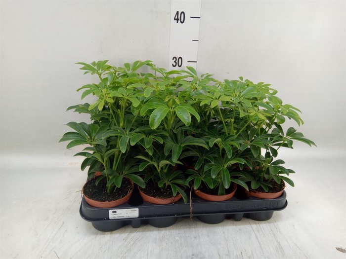 <h4>Schefflera arbor. 'Luseana'</h4>
