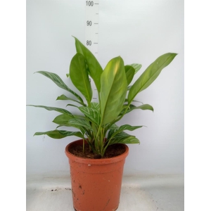 Aglaonema  'Stripes'