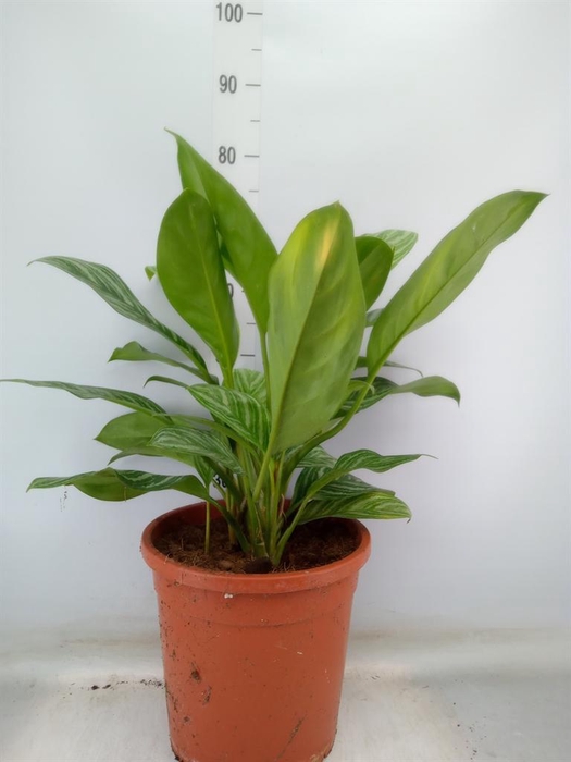 <h4>Aglaonema  'Stripes'</h4>