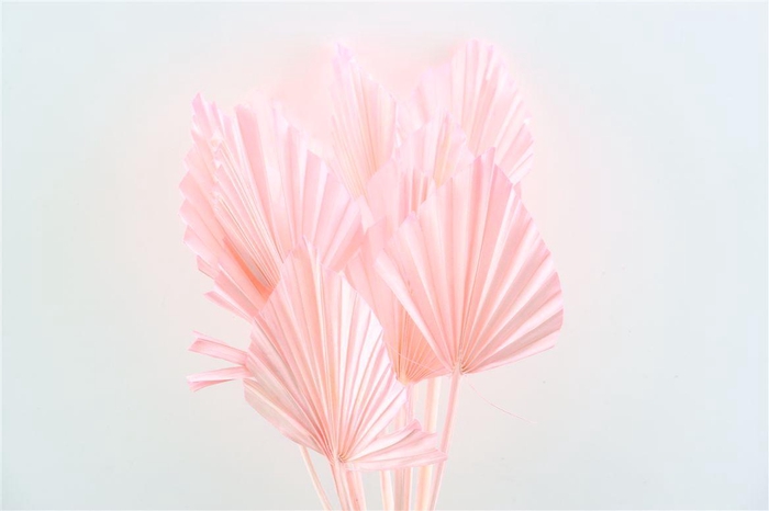 Dried Palm Spear 10pc Lightpink Bunch