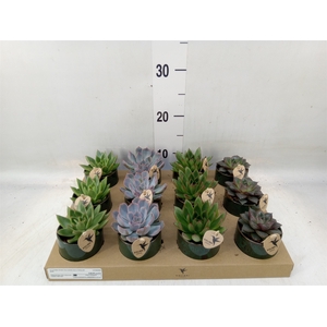 Succulents   ...mix 3