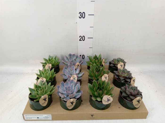 <h4>Succulents   ...mix 3</h4>