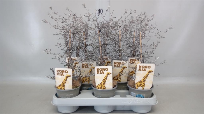 <h4>Corokia cotoneaster</h4>