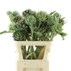 Cynara Sc Green Glob
