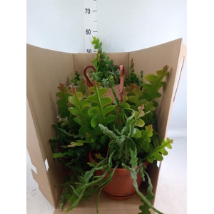 Epiphyllum anguliger