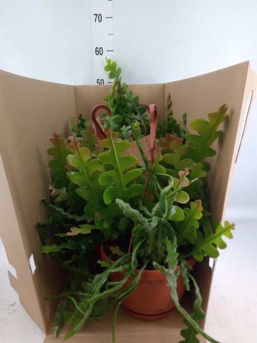 <h4>Epiphyllum anguliger</h4>