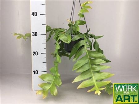 <h4>Epiphyllum Chrysocardium</h4>