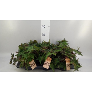 Begonia BD rex 'MagicCol Lion Danc'