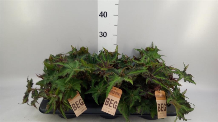 <h4>Begonia BD rex 'MagicCol Lion Danc'</h4>