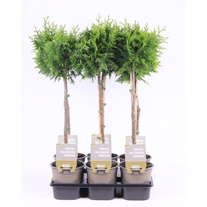 Thuja occ. 'Gelderland' - op stam P15