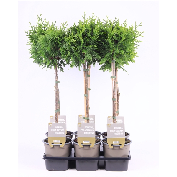 <h4>Thuja occ. 'Gelderland' - op stam P15</h4>