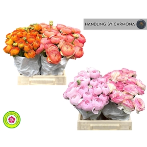 RANUNCULUS OV