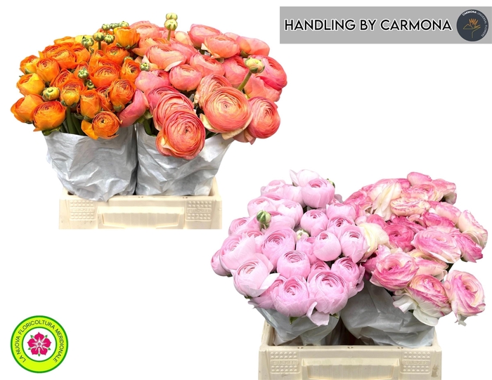 <h4>RANUNCULUS OV</h4>