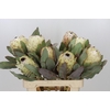 Protea Barbigera Ice Queen Air