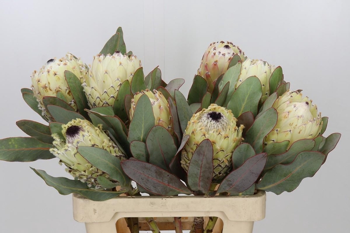Protea Barbigera Ice Queen Air