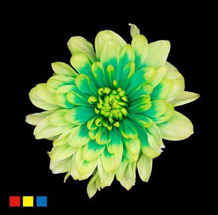 <h4>Chr T 2 Kl Baltica Brazil</h4>