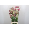Nerine Mix