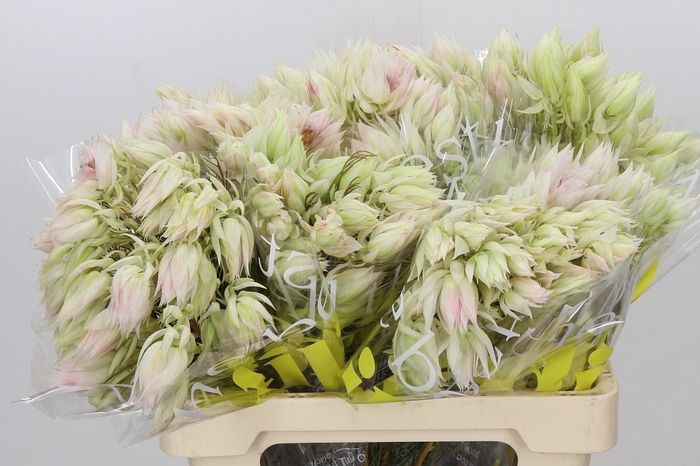 <h4>Blushing Bride 6/9 Flowers</h4>
