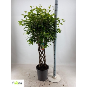 FIC BE BIZONDERE VOR