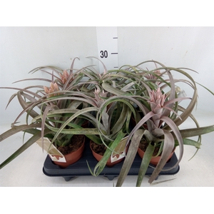 Tillandsia