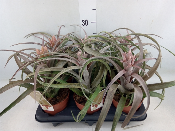 <h4>Tillandsia</h4>