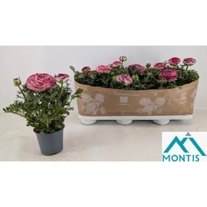 RANUN SPRINK VIO BIC