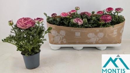 <h4>RANUN SPRINK VIO BIC</h4>