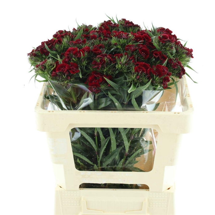 <h4>DI BARB BAR BURGUNDY</h4>