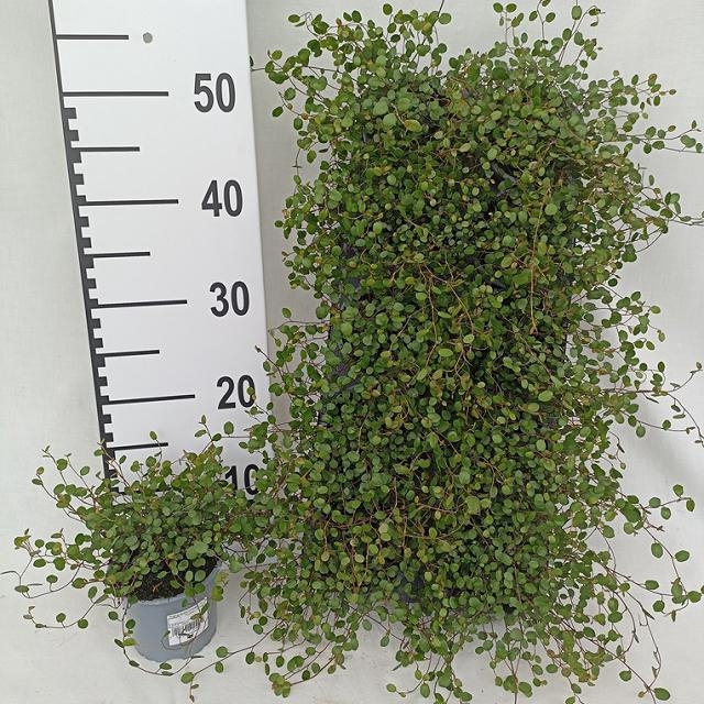 Muehlenbeckia complexa Maori 11Ø 17cm