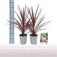 <h4>Cordyline aus. Red Star</h4>