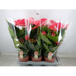 Anthurium andr. 'California'