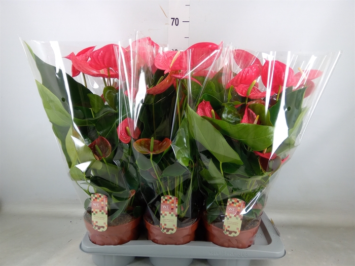 <h4>Anthurium andr. 'California'</h4>