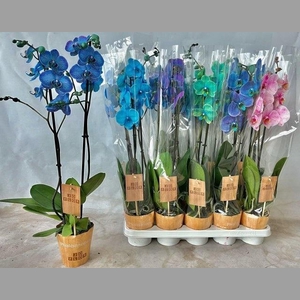 PHAL OV