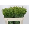 Solidago Golden Glory