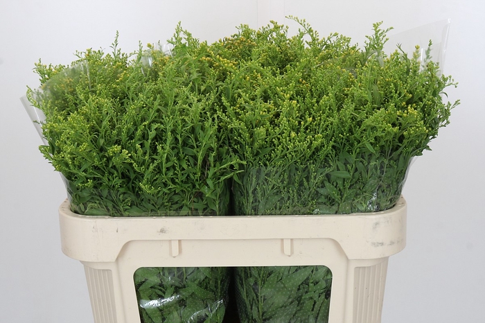 <h4>Solidago Golden Glory</h4>