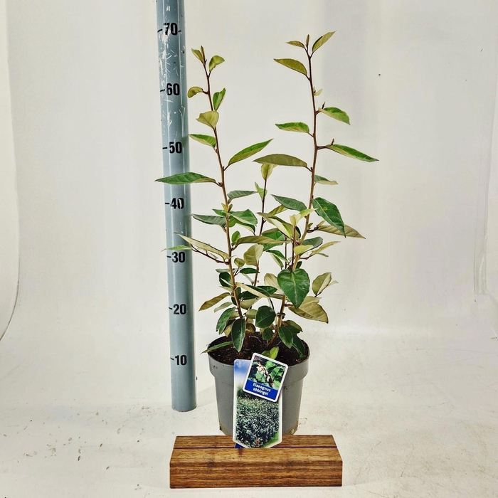 <h4>Elaeagnus ebbingei</h4>