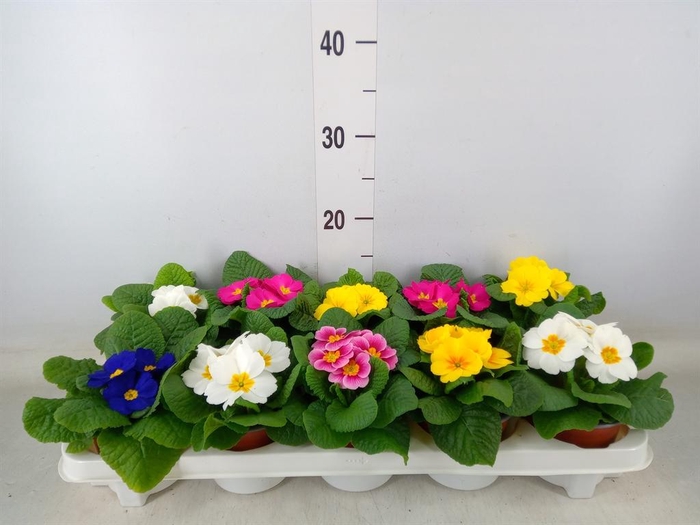 <h4>Primula ac.   ...</h4>