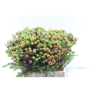 Kaaps Berz Galpinii Baubles