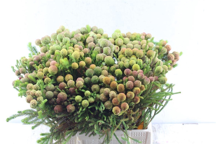 <h4>Kaaps Berz Galpinii Baubles</h4>